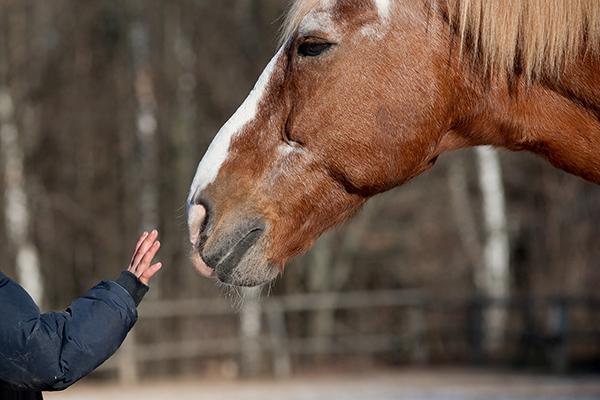 Pilot Study Shows Horses May Improve Childhood Obesity Therapy