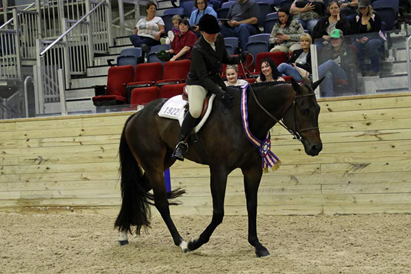 AQHA Modifies Rookie Eligibility to Match Level 1 Eligibility