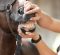 Basic Horse Care is More Than Basic Basic Horse Care is More Than Basic