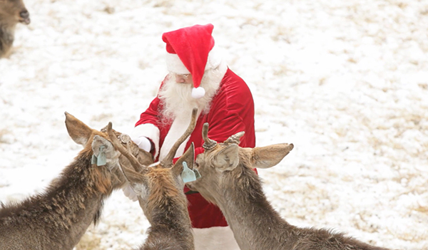 Vet Visits North Pole to Confirm Santa’s Reindeer are Cleared For Christmas Flight