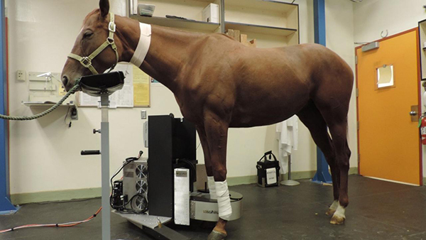 First Standing Equine PET Scanner Now Ready For Clinical Use