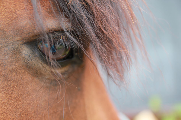 Horses Blink Less, Twitch Eyelids More When Stressed