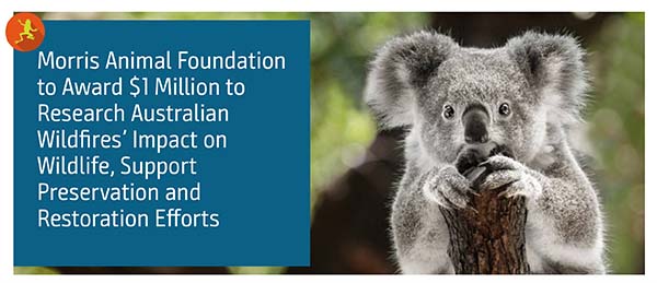 MAF Awards $1 Million to Research Australian Wildfires’ Impact on Wildlife