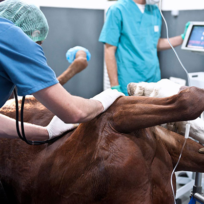 Did You Know That Less Than 3% of a Tech’s Schooling Covers Equine Medicine?