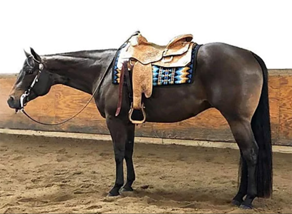Accepting Entries For Pro Horse Services March Internet Auction