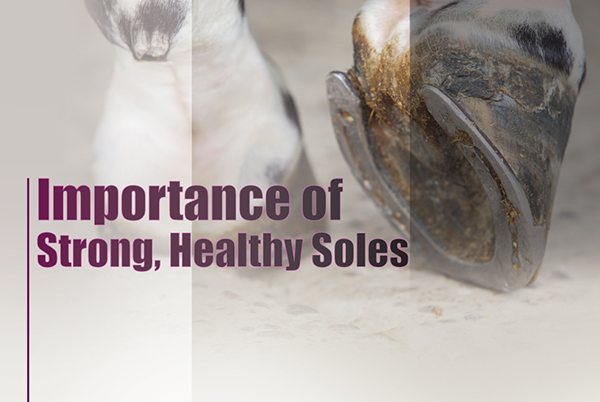 Importance of Strong, Healthy Soles