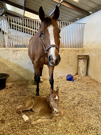 EC Foal Photo of the Day- Keeping Watch