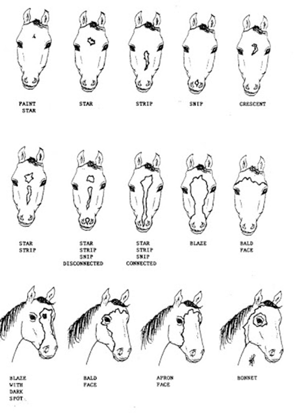 EC Lesson Plan For Kids 2 Markings Of The Horse Equine Chronicle