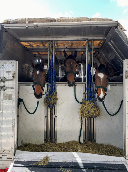 Equine Air Transportation During COVID-19: What You Need To Know