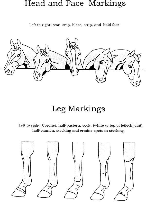 ec-lesson-plan-for-kids-2-markings-of-the-horse-equine-chronicle