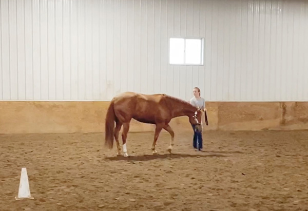 EC TV- COVID-19 Schooling Survival Guide- Showmanship Instruction