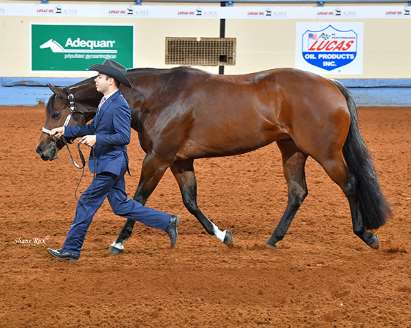 AQHA All Around Winner- Tony Anderman and Solo Invested
