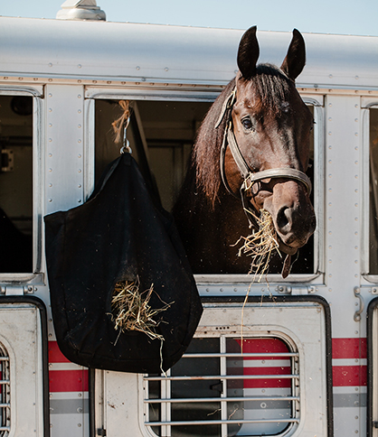 On the Road Again: Don’t Forget Your Show Horse’s Respiratory Health When Trailering