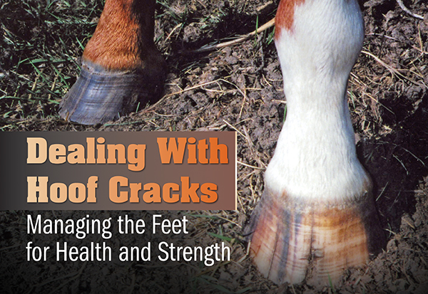 Dealing With Hoof Cracks: Managing the Feet for Health and Strength