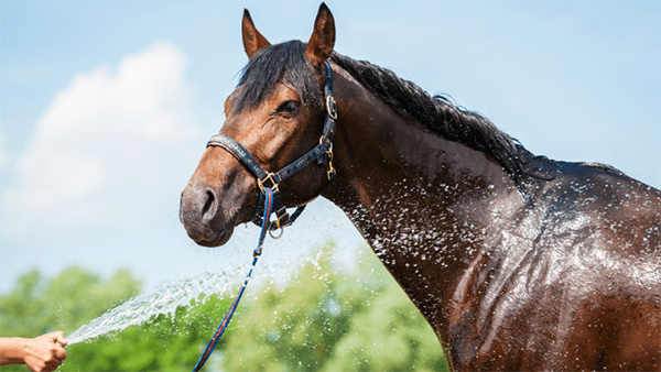 Handling 4 of the Most Common Summer Horse Hazards
