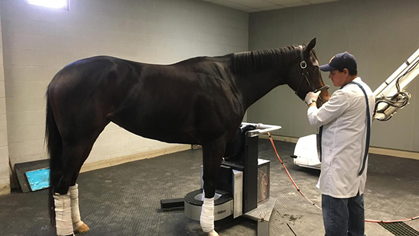 Equine PET Scanner Making Big Strides