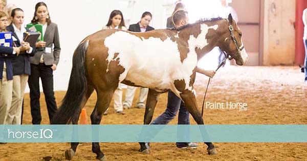 Put Your Judging Skills to the Test at 2020 APHA World
