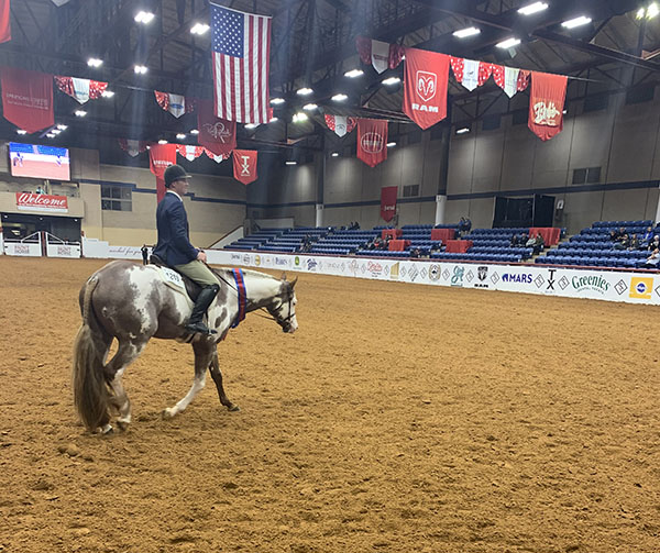 EC TV- APHA World Show- 3-Year-Old Hunter Under Saddle Victory Lap