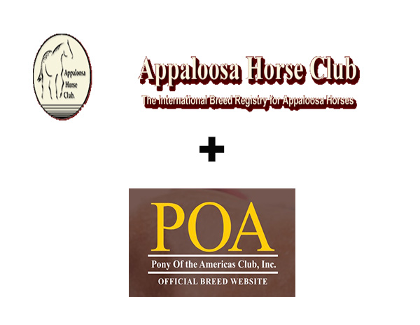 ApHC Opens Doors to POAC With Small Horse Program