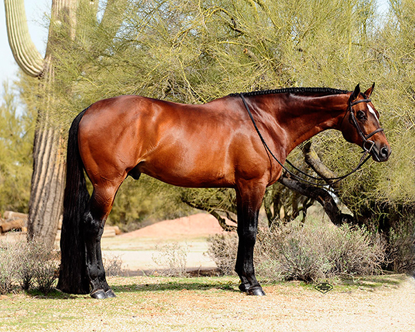 Bid Now on Over 100 Items in AQHA Pro Horsemen Crisis Fund Auction