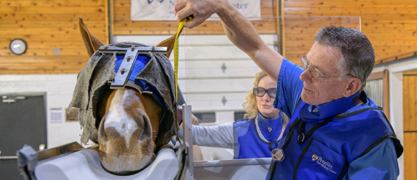 Equine Surgeon Receives Prestigious Honor