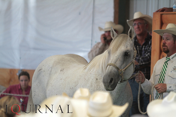 Results From Fall Triangle Sale at AQHA World Show