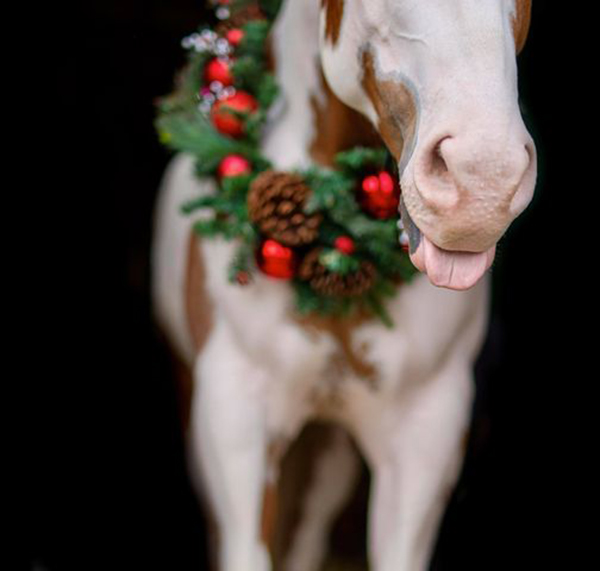 EC Photo of the Day- Naughty Or Nice?