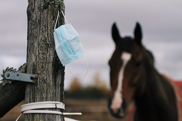 The Silver Lining of COVID-19 for Horse Communities 