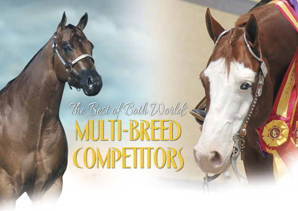 The Best of Both Worlds – Multi-breed Competitors