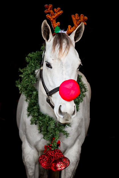 EC Photo of the Day- Rudolph the Red Nosed Mare