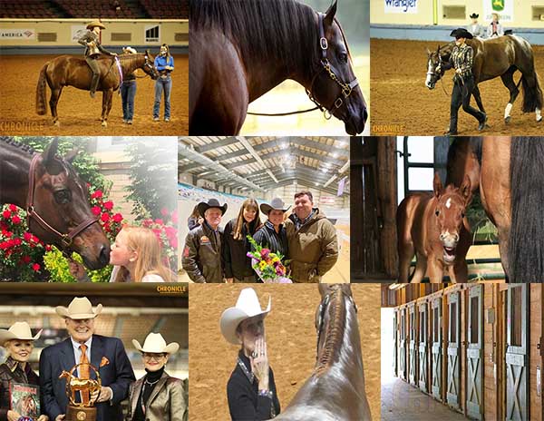 EquineChronicle.com Top 10 Stories of 2020