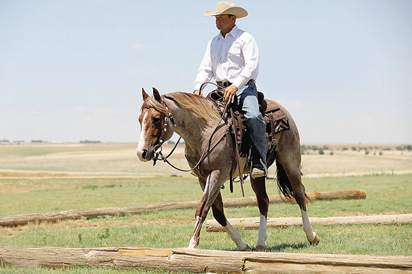 Benefits of Owning a Ranching Heritage Bred Horse