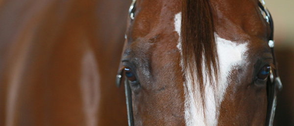 Medroxyprogesterone Acetate Becomes a Prohibited Drug in AQHA