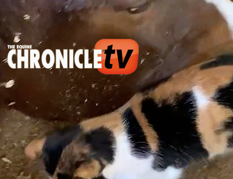 ECTV: Here Kitty Kitty…