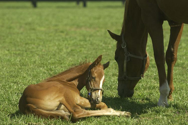 Industry Leaders Responding to Uptick in Foal Diarrhea Cases