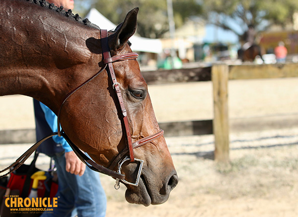Common Causes of Equine Neurological Conditions