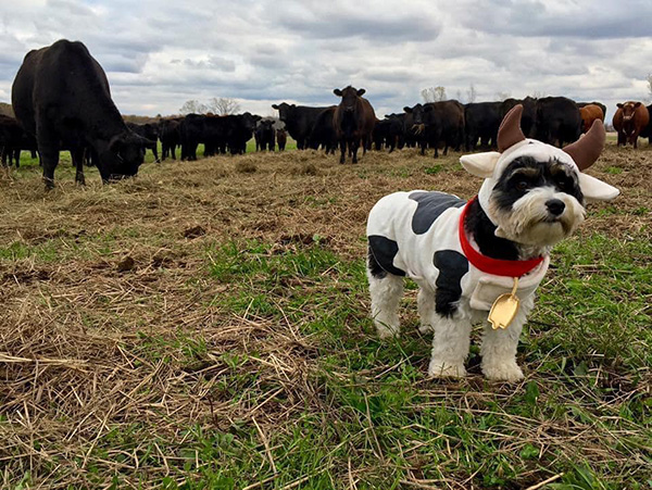 EC Photo of the Day- Cow Dog