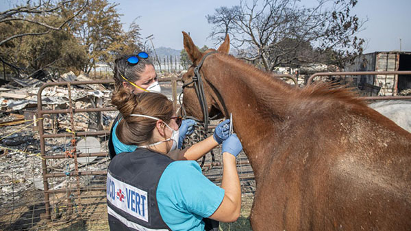 Protecting Animals When Disaster Strikes-  State of CA Creates New Veterinary Emergency Team