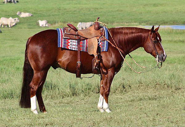 Entries Now Accepted For QH Congress Ranch Horse Sale