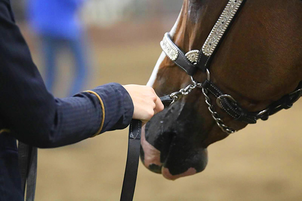 What’s Your Chain Preference For Showmanship?