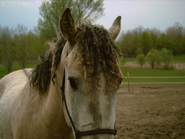 A Curly-Haired Horse?