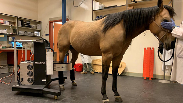 Equine PET Imaging Isn’t Just For Racehorses Anymore!