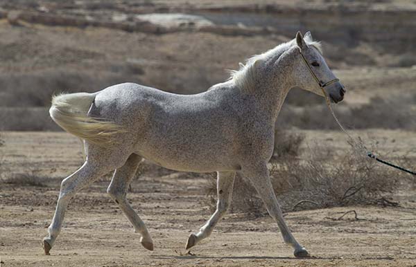 UF Research Provides Insight to Equine Metabolic Syndrome