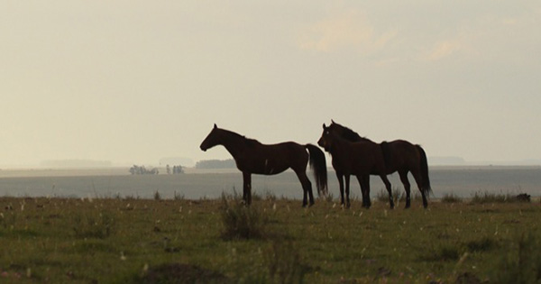 Watch AQHA Videos During Horse Week
