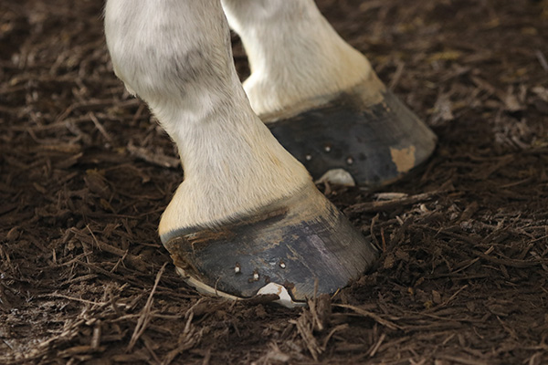 QH Congress – Victim of the Hoof Black Shortage? Try This Instead