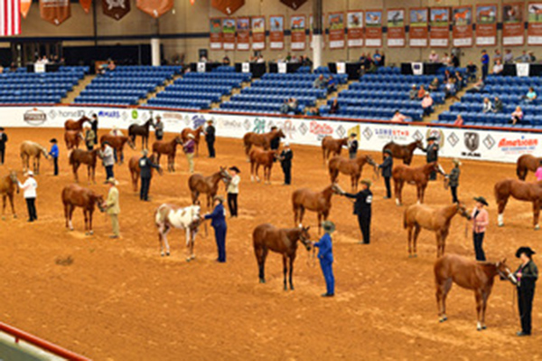 One Million Dollar Payout at WCHA Breeders Championship Futurity!