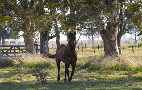 AQHA Rule Change Proposal Deadline