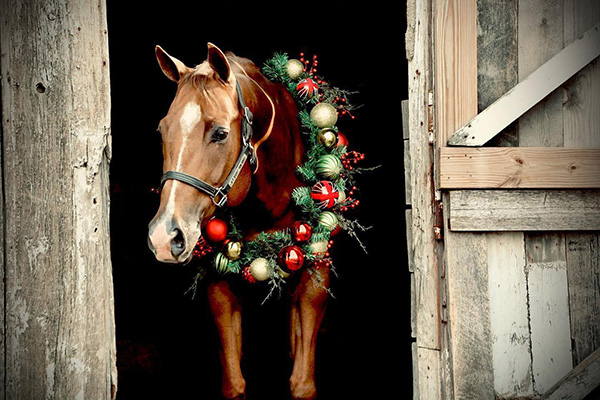 EC Photo of the Day- Just Came Out to Say Merry Christmas!