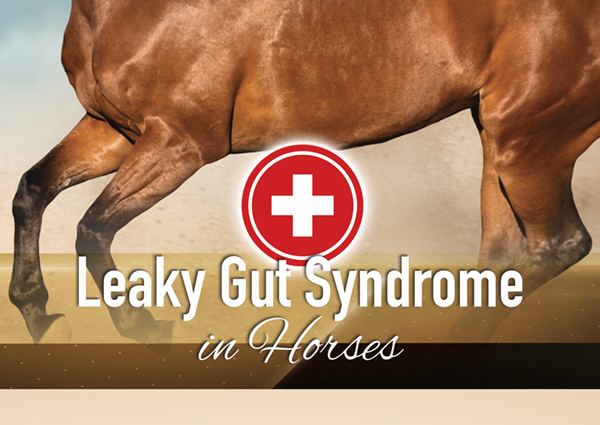 Leaky Gut Syndrome in Horses