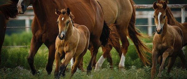 AQHA Quality Samples Program